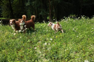 Üç köpek bir çim tarlasında koşuyor. Köpekler kahverengi ve beyazdır. Çimler yeşil, gökyüzü mavi.