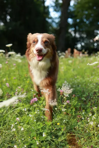 Kahverengi ve beyaz köpek bir çiçek tarlasında yürüyor. Köpek mutlu ve açık havanın tadını çıkarıyor.