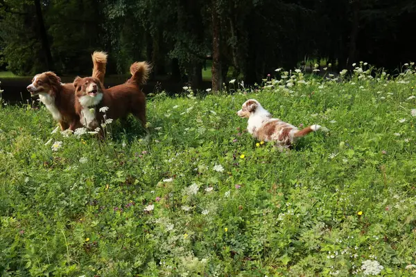 Üç köpek çim tarlasında oynuyorlar. Köpekler kahverengi ve beyazdır. Çimler yeşil ve tarlada çiçekler var.