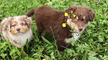 İki yavru otlak bir alanda kürklerinde çiçeklerle dikiliyorlar. Sahne neşeli ve neşeli.