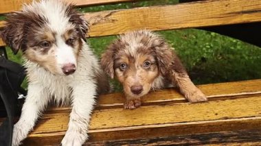 İki inanılmaz oyuncu, büyüleyici, ıslak köpek yavrusu dışarıda, ahşap bir bankta keyifle vakit geçiriyorlar.
