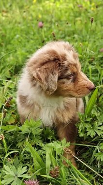 Kahverengi ve beyaz köpek çimenlerde oturuyor. Köpek, kameraya bakıyor. Çimler yeşil ve köpek onunla çevrili.