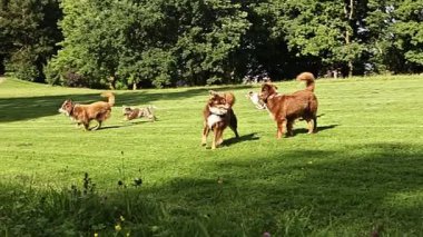 Bir grup köpek tarlada koşuyor. Köpekler kahverengi ve beyaz.