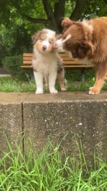 Sevimli yavrular mutlu mesut eğleniyor ve neşeli doğalarını güzel manzaralı bir park ortamında sergiliyorlar.