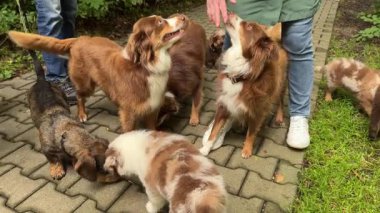 Çeşitli köpeklerin keyifli ve canlı bir araya gelmesi güzel bir bahçe ortamında keyifle vakit geçirmeleri.