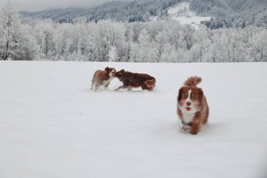 Üç köpek karda oynuyor, bunlardan biri kahverengi ve beyaz. Diğer ikisi kahverengi.
