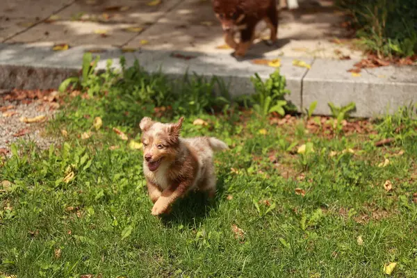 Kahverengi ve beyaz köpek çimenli bir alanda koşuyor. Köpek mutlu ve enerjik, dışarıda vakit geçiriyor.