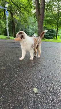 Neşeli bir köpek yavrusu neşeyle yemyeşil bir parkı keşfediyor, enerjik doğasını açık havada sergiliyor.