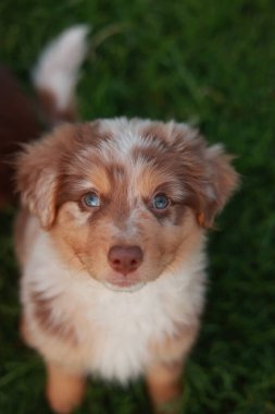 Kahverengi ve mavi gözlü beyaz köpek yeşil bir çimenlikte duruyor. Köpek kameraya tuhaf bir ifadeyle bakıyor gibi görünüyor.