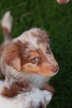 Kahverengi ve mavi gözlü beyaz köpek kameraya bakıyor. Köpek yeşil bir çimenlikte oturuyor.
