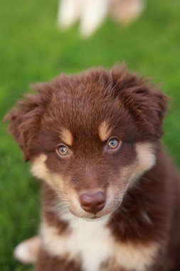 Kahverengi ve mavi gözlü beyaz köpek yeşil çimenli bir alanda oturuyor. Köpeğin yüzünde sevimli ve masum bir ifade var.