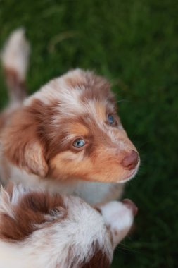 Kahverengi ve mavi gözlü beyaz köpek kameraya bakıyor. Köpek yeşil bir çimenlikte oturuyor.
