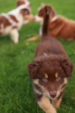 Kahverengi ve beyaz köpek çimenli bir arazide yürüyor. Köpek tuhaf bir ifadeyle kameraya bakıyor.