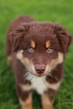 Kahverengi ve mavi gözlü beyaz köpek kameraya bakıyor. Köpek yeşil çimen tarlasında duruyor.