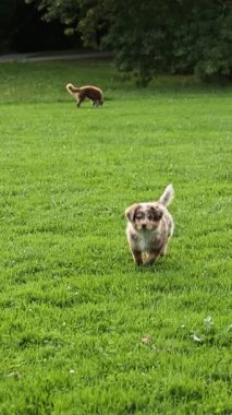 Kahverengi ve beyaz köpek çimenli bir alanda koşuyor. Görüntünün odak noktası köpektir ve çimenlik alan da arka plan görevi görmektedir. Özgürlük ve oyunculuk kavramı