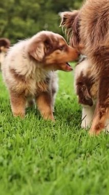 Çimenlikte oynayan iki köpek yavrusu. Biri kahverengi ve beyaz, diğeri kahverengi ve bronzdur.