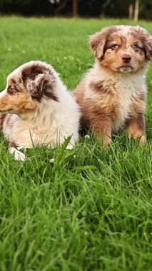 İki köpek yavrusu bir tarlada çimlerin üzerinde yatıyor. Kahverengi ve beyazdırlar.