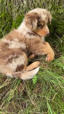 Şirin bir köpek yavrusu, büyük bir ağacın dibinde yosun ve çimlerle oynayıp neşeli ruhunu sergiliyor.