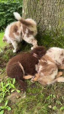 Sevimli ve sevimli yavrular büyük yeşil ağacın yanında doğanın ve oyun zamanının keyfini çıkarıyorlar. Hayvan severler için mükemmel.