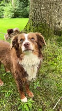 İki sevimli köpek neşeyle dolu güzel, yemyeşil bir orman ortamında eğleniyor ve eğleniyor.