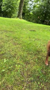 İki sevimli ve oyuncu köpek, canlı doğayla çevrili yemyeşil bir alanda keyifle vakit geçiriyorlar.