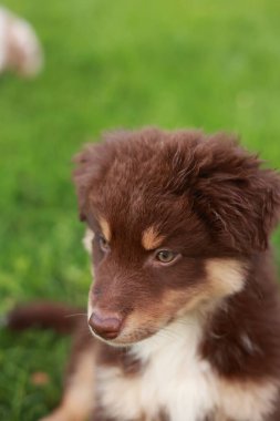 Kahverengi ve beyaz köpek çimlerin üzerinde oturuyor. Köpeğin kahverengi ve beyaz bir ceketi ve kahverengi bir burnu var.