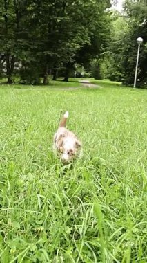 Köpek çimenli bir arazide koşuyor. Köpek kahverengi ve beyazdır. Çimler yeşil ve uzun
