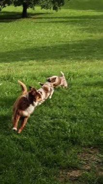 Bir grup köpek otlak bir alanda koşuyor ve oynuyorlar. Köpekler farklı boyutlarda ve renklerde, ve eğleniyor gibiler. Sahne canlı ve eğlenceli, köpekler koşuyor.