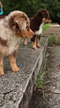 Beton bir çıkıntının üzerinde duran iki yavru köpek. Biri kahverengi ve beyaz ve diğeri kahverengi. Sahne neşeli ve neşeli.