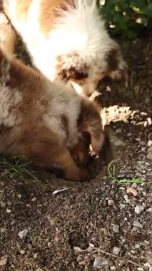 İki köpek toprağı kazıyor. Köpeklerden biri kahverengi ve beyaz. Diğer köpek kahverengi.