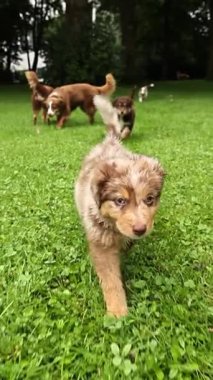 Kahverengi ve beyaz köpek çimenli bir alanda koşuyor. Arka planda iki köpek daha var.