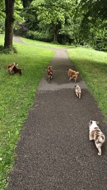 Bir grup köpek yolda yürüyor. Köpekler kahverengi ve beyaz.