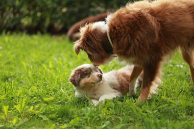 Çimenli bir arazide iki köpek oynuyor. Biri yerde yatan küçük kahverengi ve beyaz bir köpek, diğeri ise üzerinde duran daha büyük kahverengi bir köpek.