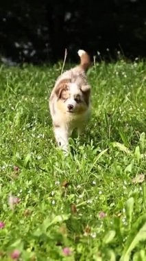 Köpek bir çim tarlasında koşuyor. Köpek kahverengi ve beyazdır. Çimler yeşil, gökyüzü mavi.