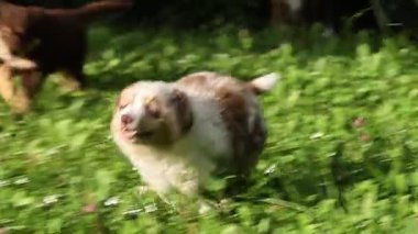 Köpek bir çim tarlasında koşuyor. Köpek kahverengi ve beyazdır. Çimler yeşil ve uzun