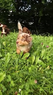 Kahverengi ve beyaz köpek bir çimen tarlasında koşuyor. Görüntünün odak noktası köpektir ve çimenlik alan da arka plan görevi görmektedir. Özgürlük ve oyunculuk kavramı