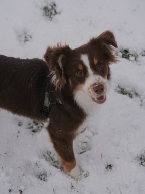 Kahverengi ve beyaz köpek karın üzerinde duruyor. Köpek koşum takımı takıyor ve mutlu.