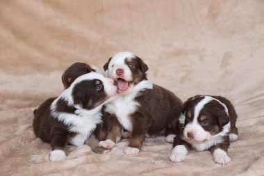 Dört yavru bir battaniyenin üzerinde yatıyor, biri diğerini yalıyor. Yavrular kahverengi ve beyaz ve birbirlerine eşlik etmekten zevk alıyor gibi görünüyorlar.. .
