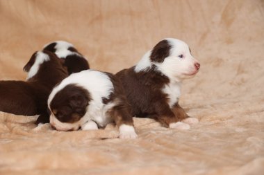 Bir grup köpek yavrusu battaniyenin üzerinde yatıyor. Yavrulardan biri kahverengi ve beyaz. Yavruların hepsi farklı boyutlarda ve renklerde.. .