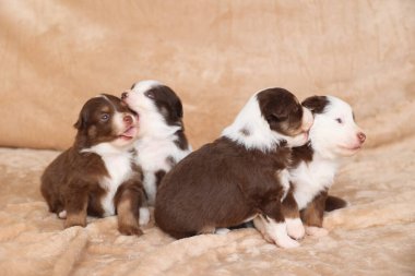 Dört yavru bir battaniyenin üzerinde oturuyor, biri diğerini yalıyor. Yavrular kahverengi ve beyaz ve birbirlerine eşlik etmekten zevk alıyor gibi görünüyorlar.. .
