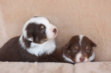 İki köpek yavrusu bir kanepede yatıyor, biri kameraya bakıyor. Sahne sıcak ve rahat. Yavru köpekler mutlu ve rahat görünüyor.. .