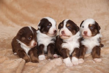 Dört köpek yavrusu bir battaniyenin üzerinde oturuyor ve kameraya bakıyor. Hepsi kahverengi ve beyaz, gözleri parlak ve meraklıdır. Sahne sıcak ve davetkar.. .