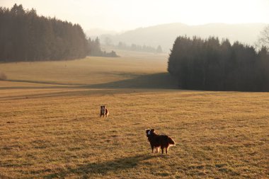 Arka planda güzel bir dağ manzarası olan bir tarlada iki köpek oynuyor.