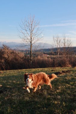 Köpek arka planda bir ağaçla bir tarlada koşuyor. Gökyüzü mavi ve güneş parlıyor.