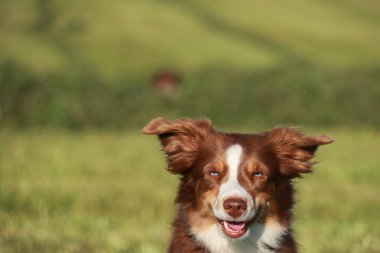 Kahverengi ve beyaz bir köpek otlak bir alanda duruyor ağzı açık ve dili dışarı sarkmış.