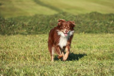 Kahverengi ve beyaz bir köpek çimenli bir arazide koşuyor. Köpek koşarken mutlu ve enerjik görünüyor.