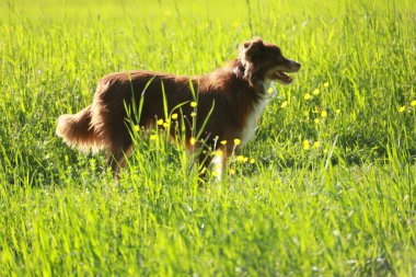 Kahverengi ve beyaz bir köpek uzun otların arasında duruyor. Köpek sağa bakıyor ve güneşli günün tadını çıkarıyor.