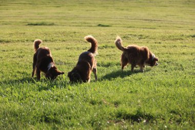Üç köpek bir tarlada çimleri kokluyor. Köpekler kahverengi ve eğleniyor gibi görünüyorlar.