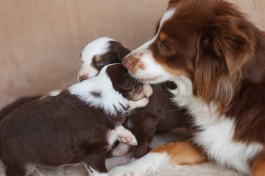 Bir anne köpek yavrularıyla birlikte uzanıyor. Yavrular kahverengi ve beyaz.. .