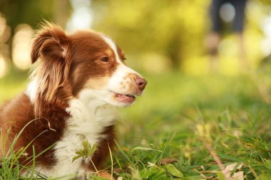 Kahverengi ve beyaz bir köpek çimlerin üzerinde uzanıyor. Köpeğin siyah bir burnu var ve kameraya bakıyor.. .